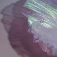 Jellyfish Daya