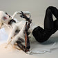 Robotic Arms Set & Aangel Wings Set